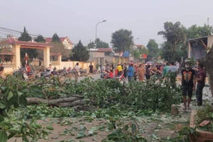 Video ghi lại khoảnh khắc cây đa hơn 300 tuổi gãy cành đè trúng nhiều học sinh