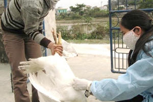 Nhân viên thú y cấp địa phương không được đóng bảo hiểm xã hội Nhân viên thú y cấp địa phương không được đóng bảo hiểm xã hội