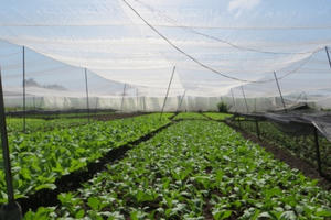 Xuất khẩu nông sản vẫn chưa thể đạt chất lượng và số lượng trong năm 2018