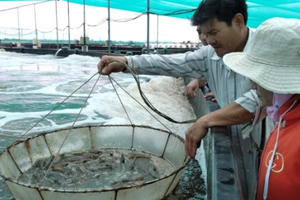 Kiên Giang phát triển nghề nuôi biển theo hướng hiện đại