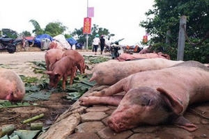 Chọn thịt lợn sạch theo hướng dẫn của chuyên gia trước tình hình dịch tả lợn châu Phi bùng phát