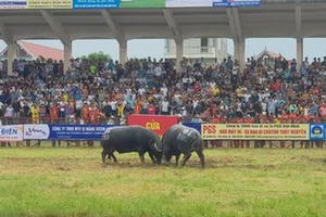 Hải Phòng:  Không bán vé Lễ hội chọi trâu Đồ Sơn năm 2019