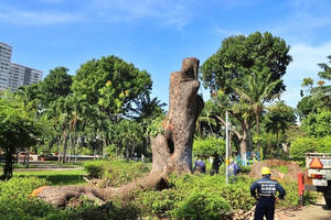 TP HCM: Nguyên nhân nào khiến chậm trễ đấu giá gỗ thu hồi sau giải toả