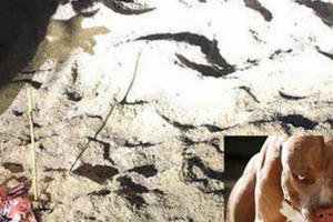 Bị bầy chó dữ tấn công, bé trai 7 tuổi nhập viện trong tình trạng nguy kịch