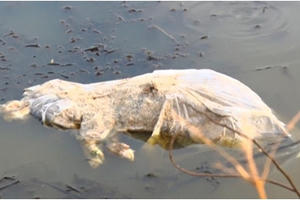 Quảng Bình: Xác lợn chết đầy đồng, gây ô nhiễm nặng Quảng Bình: Xác lợn chết đầy đồng, gây ô nhiễm nặng