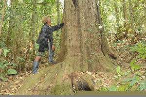 Người bảo vệ quần thể thông đỏ quý hiếm bậc nhất Việt Nam