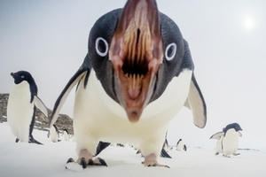 Những bức ảnh ấn tượng nhất thế giới trong năm 2015