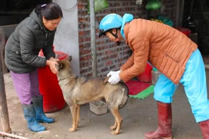 Vụ chó dại tấn công tại Quảng Ninh: Tập trung cao độ cho công tác phòng, chống dịch Vụ chó dại tấn công tại Quảng Ninh: Tập trung cao độ cho công tác phòng, chống dịch
