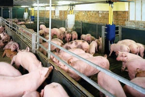 Ngăn chặn Dịch tả lợn Châu Phi vào Việt Nam Ngăn chặn Dịch tả lợn Châu Phi vào Việt Nam