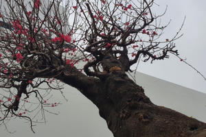 Đào cổ thụ đổ bộ ra phố, chỉ thuê giá đã cả trăm triệu đồng