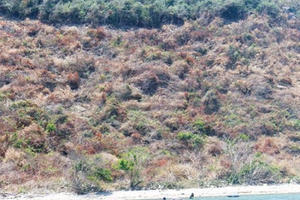 Vân Phong, Khánh Hòa: Ồ ạt phá rừng, chiếm đảo