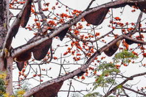 Cây gạo có sức hút đến kỳ lạ kéo hàng chục đàn ong mật về làm tổ