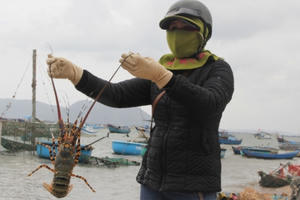 “Giải cứu tôm hùm Phú Yên” giá 200.000 đồng/ký