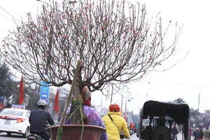 Kiếm tiền triệu mỗi ngày nhờ nghề "ăn xác" đào sau tết