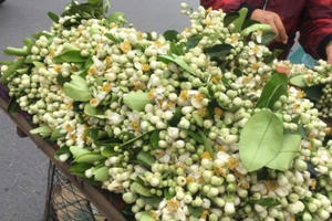 Vẻ đẹp tinh khôi hoa bưởi trên đường phố Hà Nội