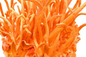 Bia Tam Nguyên - Đông Trùng Hạ Thảo: Có đơn giản chỉ là giải khát ???