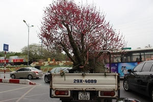 Sau Tết: Xác "đào khủng" giá rẻ như cho