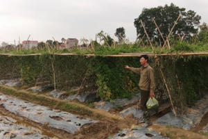 Thanh Hóa: Công an truy tìm kẻ xấu phá hoại 8 sào mướp đắng