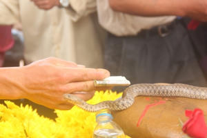 Quảng Bình: Dân đổ xô đi quỳ lạy, cúng tiền cho "rắn thần" ở mộ bà ăn mày