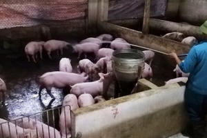 Nghệ An: Người chăn nuôi hoang mang khi xuất hiện thêm ổ dịch tả lợn châu Phi