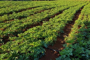 Dự án dược liệu quý được hỗ trợ từ ngân sách Nhà nước ra sao?