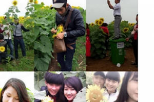 Dân mạng tiếp tục lên án hành động phản cảm tại cánh đồng hướng dương