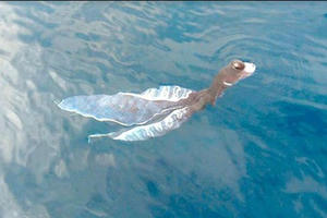 Thực hư “thủy quái” xuất hiện ở đảo Phú Quý