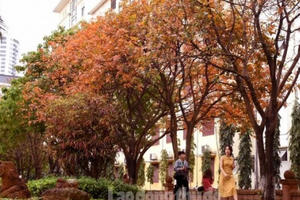 Phố phường Hà Nội đẹp như trời Âu