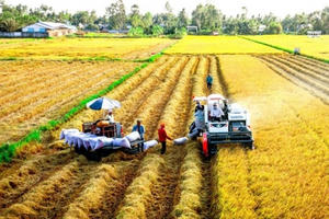 Châu Phi cần nhập khẩu 17,7 triệu tấn gạo trong năm 2023 và cơ hội cho Việt Nam