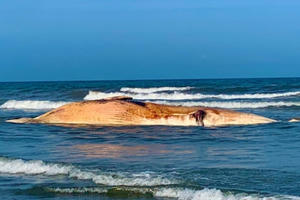 Xác cá voi “khổng lồ” nặng khoảng 10 tấn dạt vào bờ biển tại Hà Tĩnh