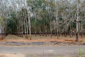 Kon Tum: Xuất khẩu vượt 19% kế hoạch năm 2022