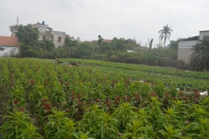 Làng hoa Sài Gòn rục rịch chờ Tết