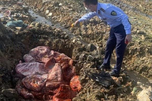 Bắt giữ xe chở thịt lợn bốc mùi hôi thối nồng nặc tại Nghệ An Bắt giữ xe chở thịt lợn bốc mùi hôi thối nồng nặc tại Nghệ An