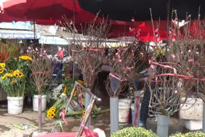 Hà Nội: Đào Tết được bày bán sớm tại chợ Quảng An