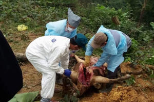 Hà Tĩnh: Nghi vấn hàng loạt trâu bò chết vì bị đầu độc, công an vào cuộc điều tra