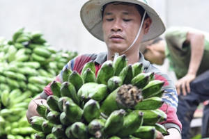 Tìm phương án xuất khẩu chuối lâu dài