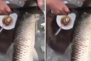 Sửng sốt xem clip đánh tiết canh... cá trắm