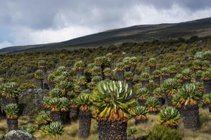 Cây kỳ lạ "lai giữa dứa và xương rồng" trên ngọn núi cao nhất Châu Phi