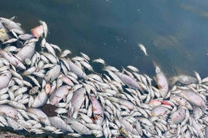 Nắng nóng gay gắt, cá chết trắng bờ hồ Bồng Sơn