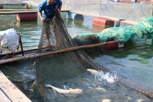 Phát triển nghề nuôi cá lồng ở Mường La