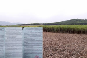 Nghệ An: Sở NN&PTNN thừa nhận tình trạng tranh mua nguyên liệu mía đường