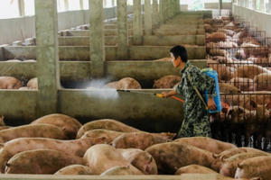 Giá heo hơi hôm nay 7/1: Bắt đầu xuất hiện dấu hiệu tăng giá mới?