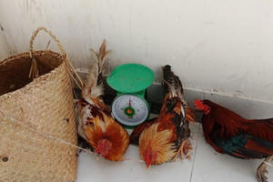 15 đối tượng say sưa đá gà, công an ập vào hốt trọn ổ