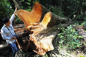 Lâm tặc liều lĩnh tấn công rừng giáng hương giá 100 triệu/m3