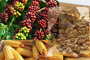 Bạc hút dòng tiền, cà phê lao dốc vì áp lực nguồn cung