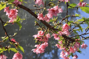 Gần 10.000 cành và 50 cây hoa anh đào từ Nhật Bản đã về đến Hà Nội