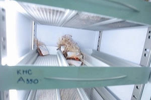 Cạn kiệt các nhóm máu dự trữ, bệnh viện khẩn thiết kêu gọi hiến máu