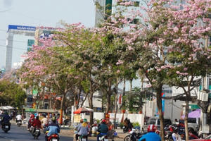 Đẹp nao lòng với hoa kèn hồng khoe sắc rực rỡ trên đường phố Sài Gòn