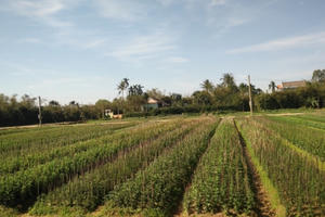 Thừa Thiên Huế: Tín hiệu "hồi sinh" ở làng hoa Phú Mậu