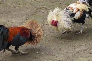 Bạc Liêu: Triệt phá tụ điểm đá gà ăn tiền